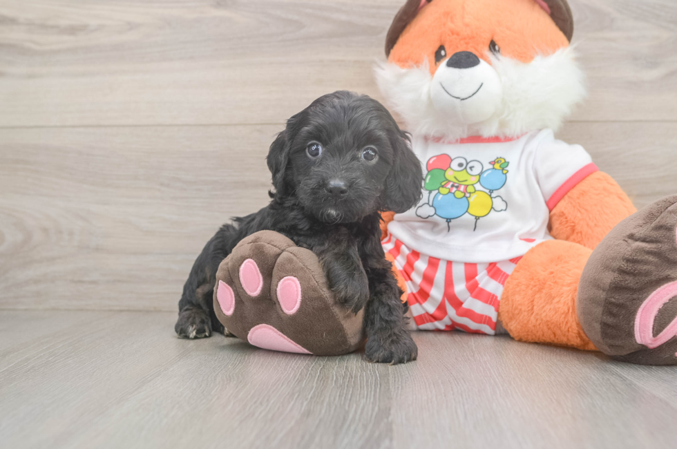 5 week old Cavapoo Puppy For Sale - Florida Fur Babies