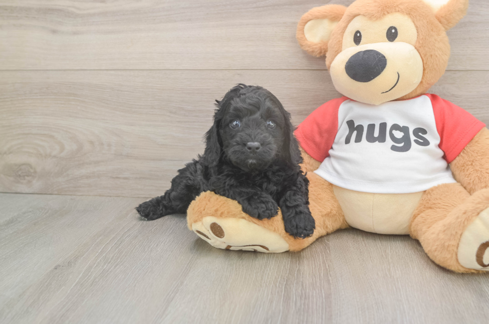 5 week old Cavapoo Puppy For Sale - Florida Fur Babies