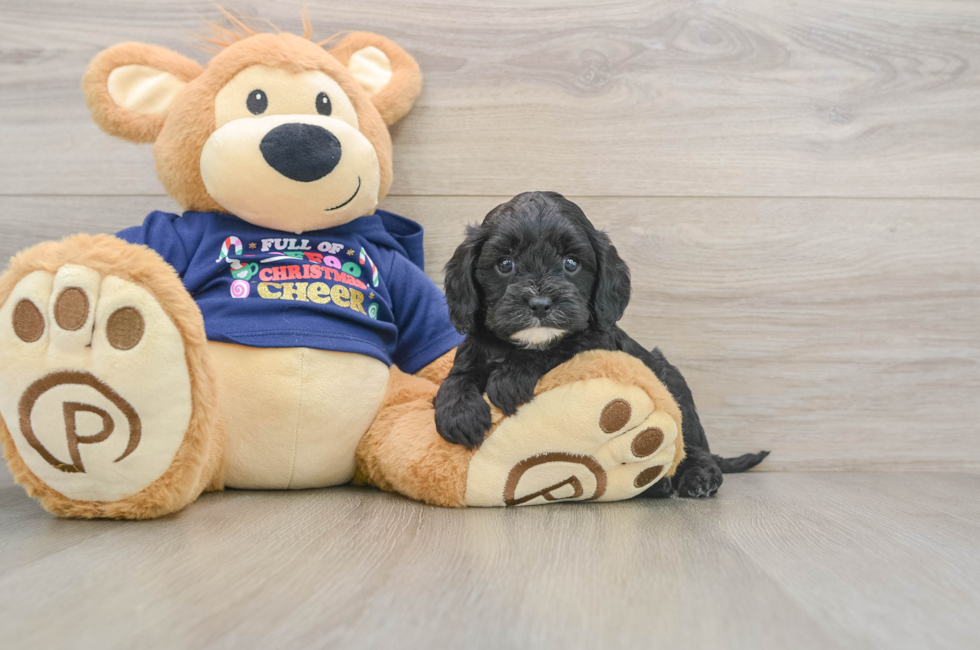 5 week old Cavapoo Puppy For Sale - Florida Fur Babies