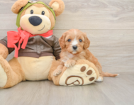 7 week old Cavapoo Puppy For Sale - Florida Fur Babies