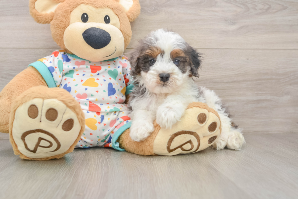 Best Cavapoo Baby