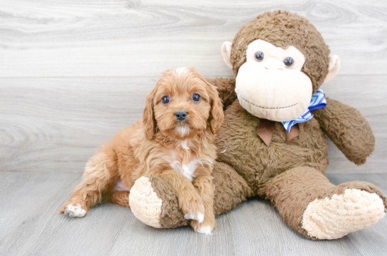 Cute Cavapoo Baby