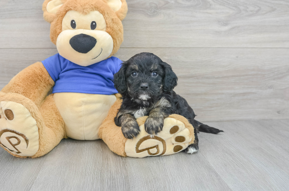 5 week old Cavapoo Puppy For Sale - Florida Fur Babies