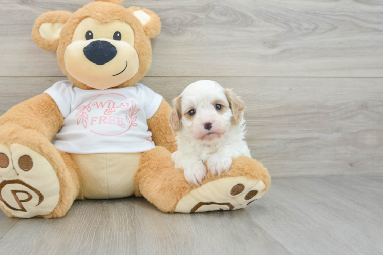 Adorable Cavalier King Charles Spaniel and Poodle Mix Poodle Mix Puppy