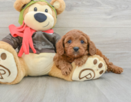 7 week old Cavapoo Puppy For Sale - Florida Fur Babies