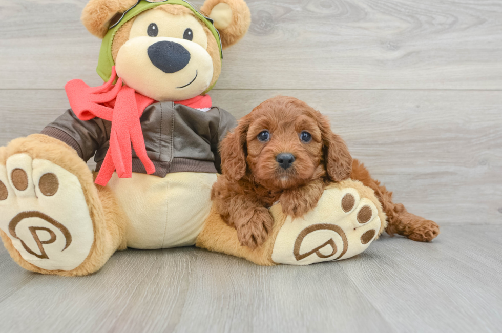 7 week old Cavapoo Puppy For Sale - Florida Fur Babies