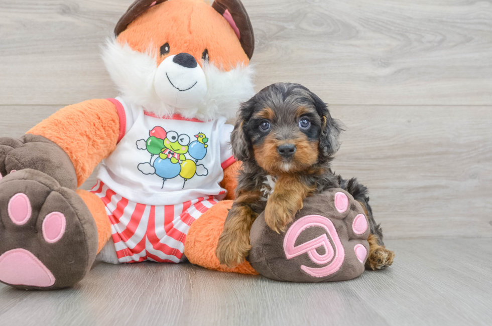 7 week old Cavapoo Puppy For Sale - Florida Fur Babies
