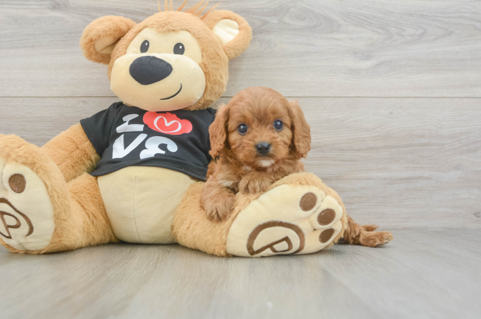 5 week old Cavapoo Puppy For Sale - Florida Fur Babies