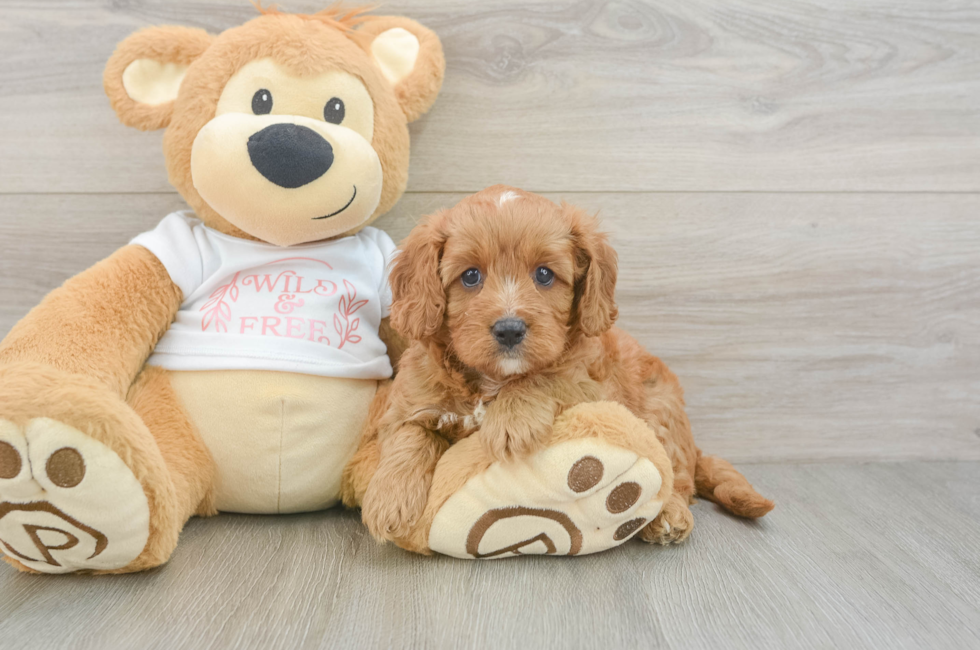 5 week old Cavapoo Puppy For Sale - Florida Fur Babies