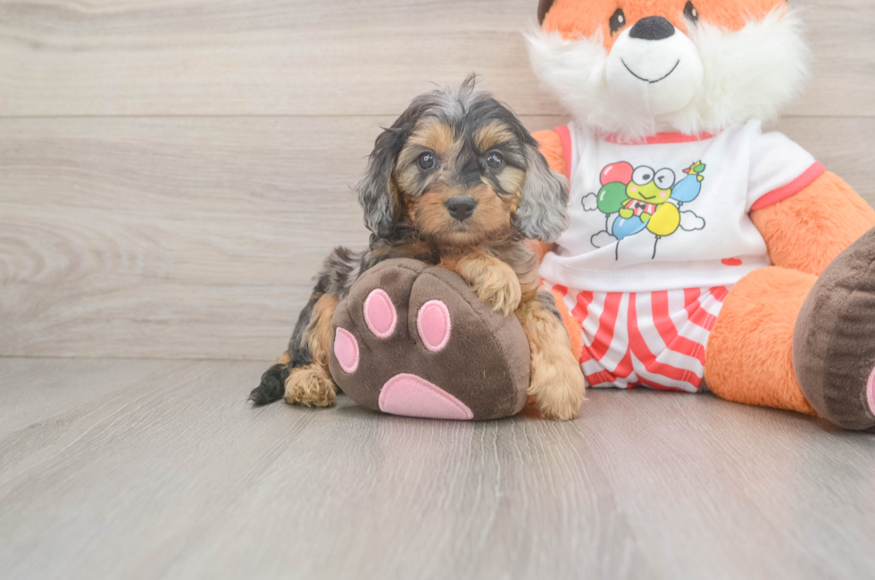 5 week old Cavapoo Puppy For Sale - Florida Fur Babies