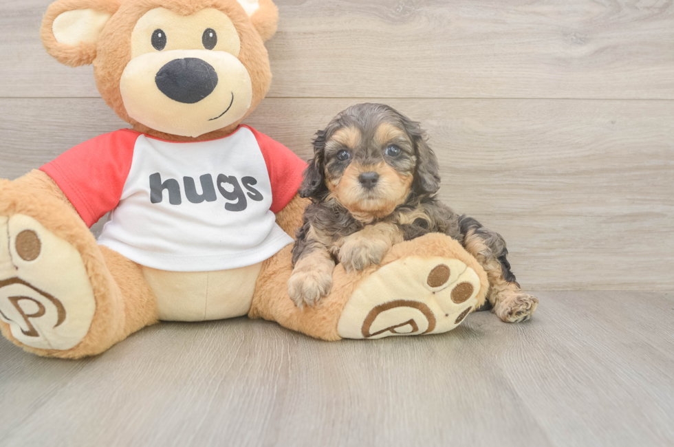 5 week old Cavapoo Puppy For Sale - Florida Fur Babies