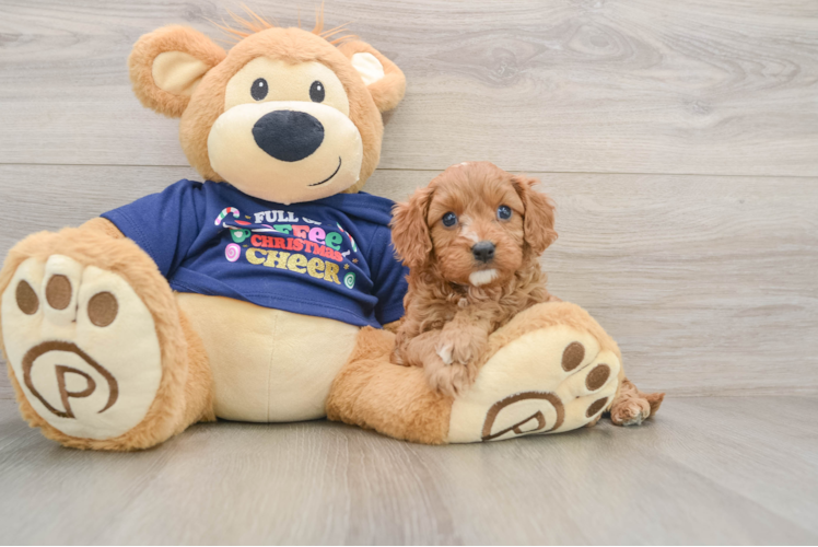 Cavapoo Pup Being Cute
