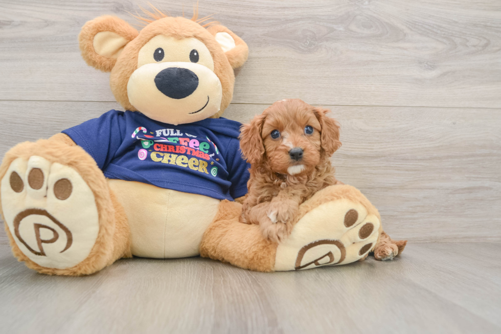 Cavapoo Pup Being Cute