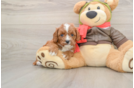 Cavapoo Puppy for Adoption