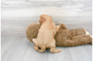 Meet Romeo - our Cavapoo Puppy Photo 3/3 - Florida Fur Babies