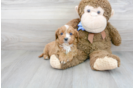 Meet Romeo - our Cavapoo Puppy Photo 2/3 - Florida Fur Babies