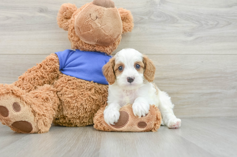 7 week old Cavapoo Puppy For Sale - Florida Fur Babies