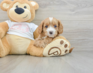 8 week old Cavapoo Puppy For Sale - Florida Fur Babies