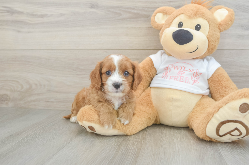 7 week old Cavapoo Puppy For Sale - Florida Fur Babies