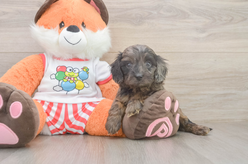 5 week old Cavapoo Puppy For Sale - Florida Fur Babies