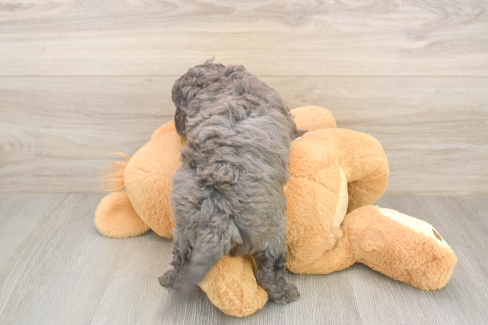 Popular Cavapoo Poodle Mix Pup