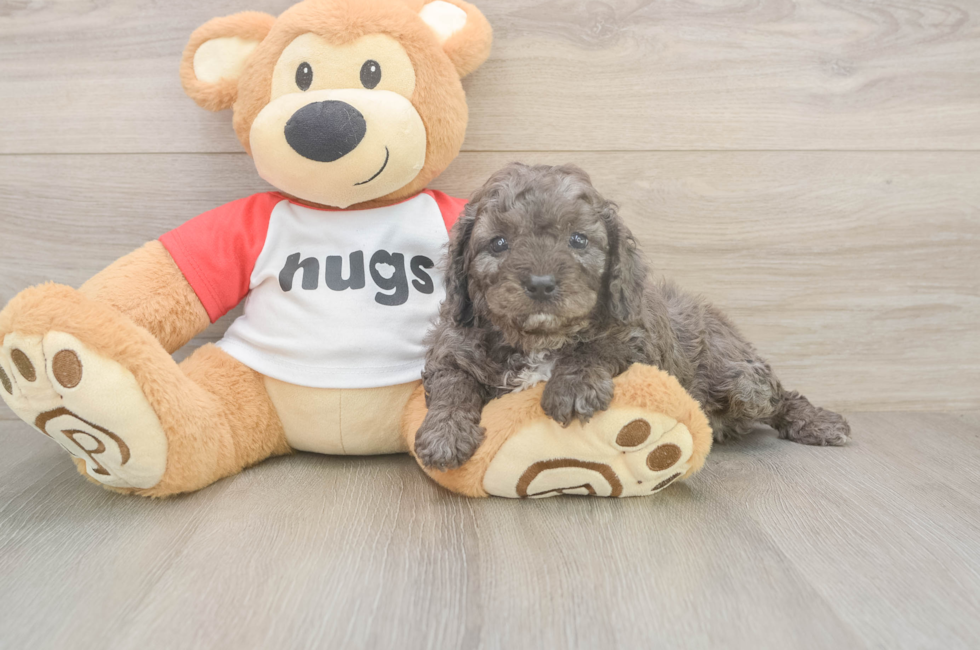 5 week old Cavapoo Puppy For Sale - Florida Fur Babies