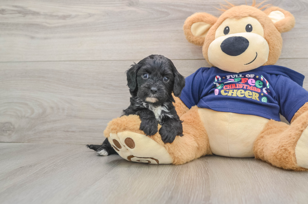 5 week old Cavapoo Puppy For Sale - Florida Fur Babies