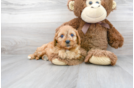 Meet Rondo - our Cavapoo Puppy Photo 2/3 - Florida Fur Babies