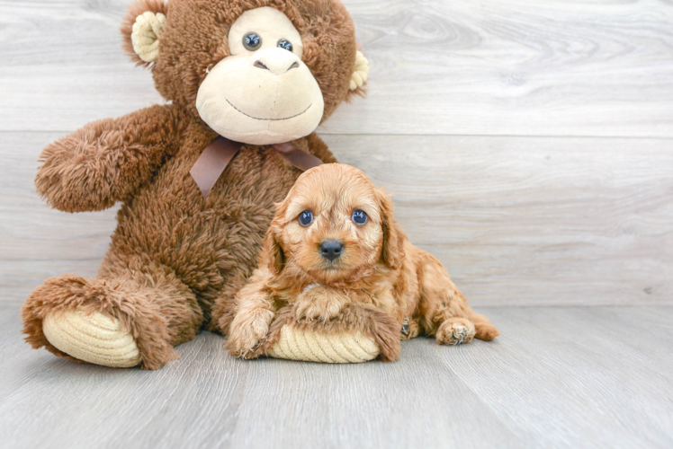Cute Cavoodle Poodle Mix Puppy