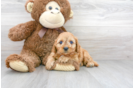 Meet Rondo - our Cavapoo Puppy Photo 1/3 - Florida Fur Babies