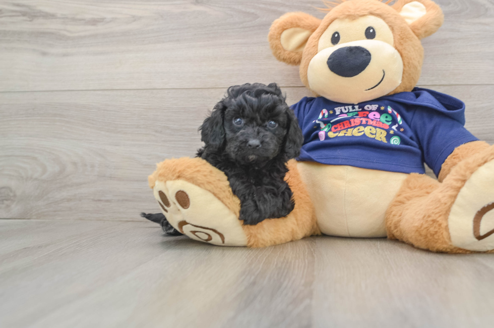 5 week old Cavapoo Puppy For Sale - Florida Fur Babies