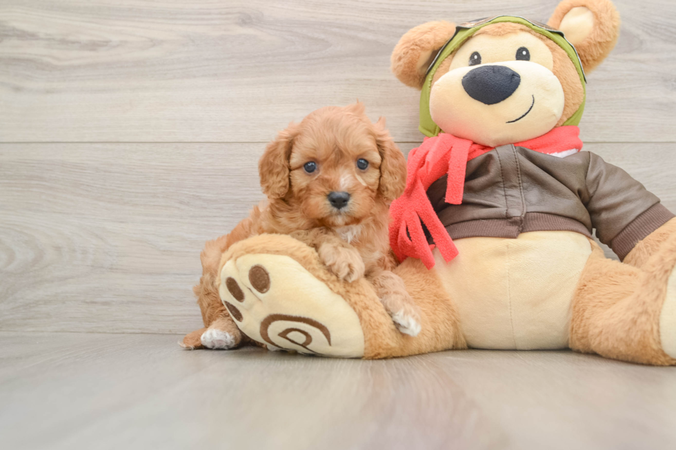 Happy Cavapoo Baby
