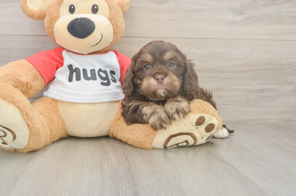 6 week old Cavapoo Puppy For Sale - Florida Fur Babies