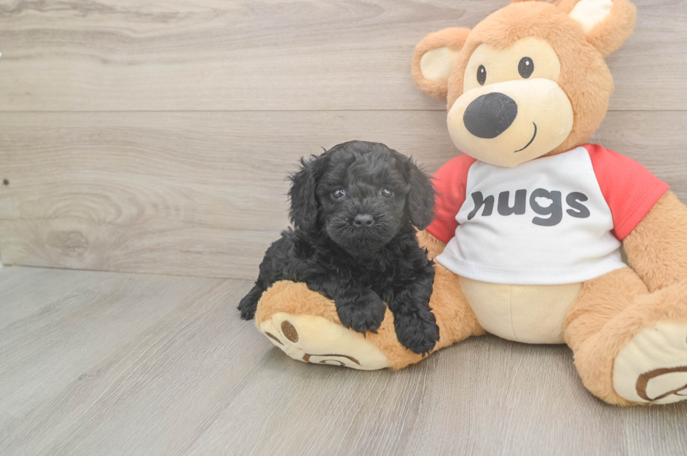 5 week old Cavapoo Puppy For Sale - Florida Fur Babies