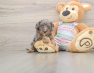 6 week old Cavapoo Puppy For Sale - Florida Fur Babies