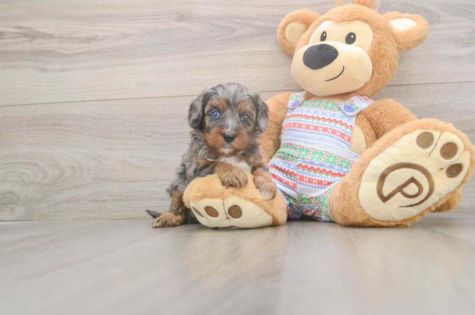 5 week old Cavapoo Puppy For Sale - Florida Fur Babies