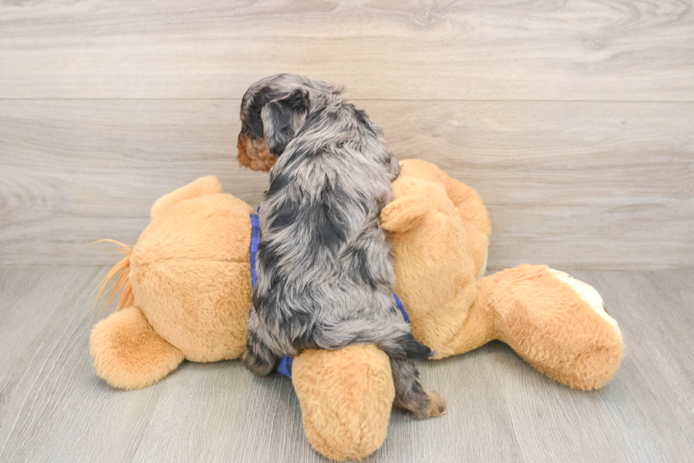 Hypoallergenic Cavadoodle Poodle Mix Puppy