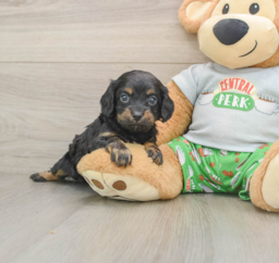 9 week old Cavapoo Puppy For Sale - Florida Fur Babies
