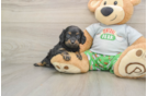 Cute Cavapoo Baby