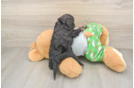 Adorable Cavalier King Charles Spaniel and Poodle Mix Poodle Mix Puppy