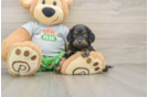 Cavapoo Pup Being Cute