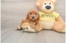 Cavapoo Puppy for Adoption