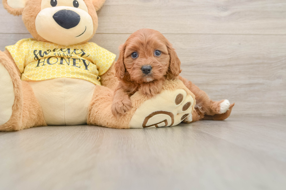 Energetic Cavoodle Poodle Mix Puppy