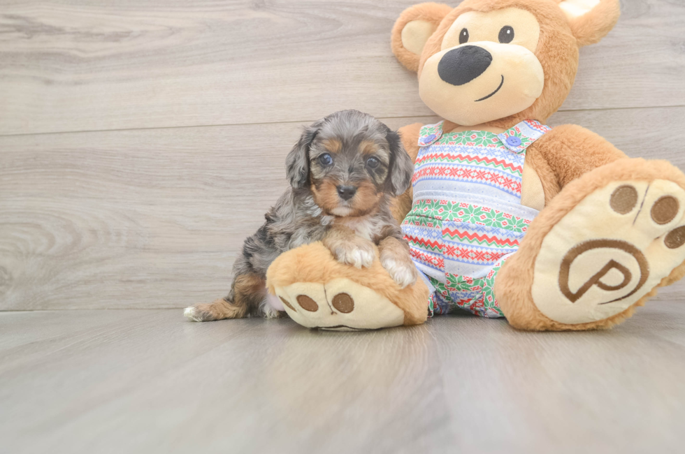5 week old Cavapoo Puppy For Sale - Florida Fur Babies