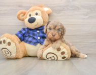 8 week old Cavapoo Puppy For Sale - Florida Fur Babies