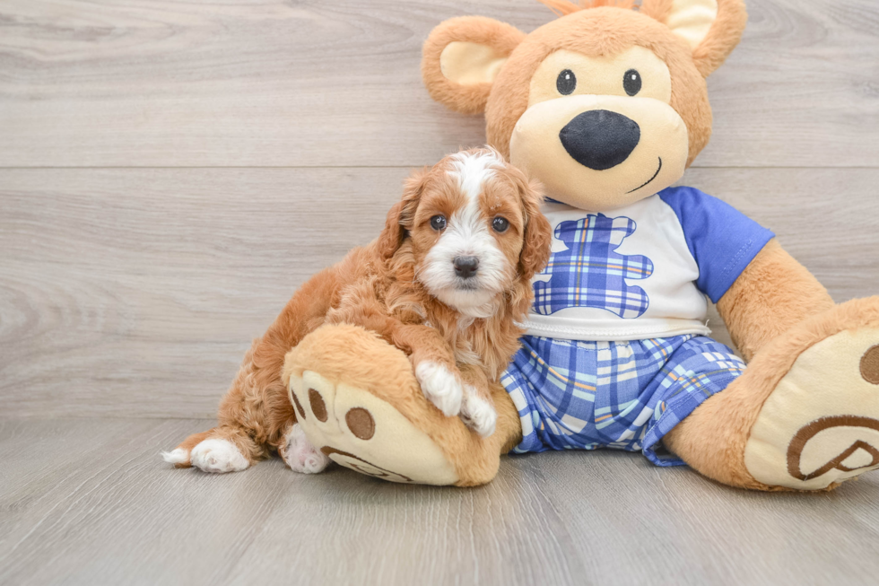 Cavapoo Pup Being Cute