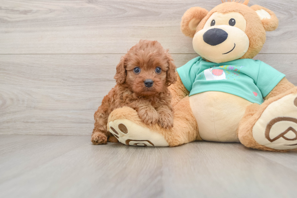 Petite Cavapoo Poodle Mix Pup