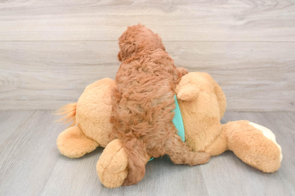 Friendly Cavapoo Baby