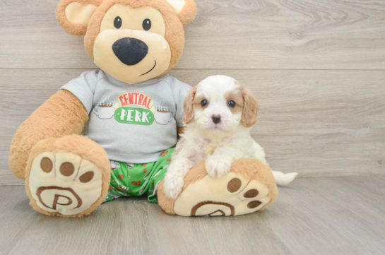 Cavapoo Puppy for Adoption