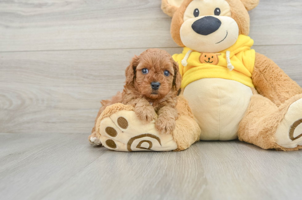 5 week old Cavapoo Puppy For Sale - Florida Fur Babies